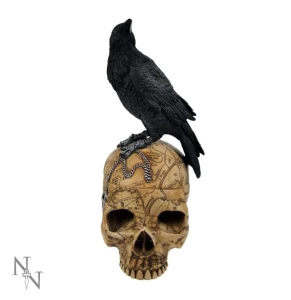 Kruk na Czaszce "Salems Familiar" - otwierana szkatułka