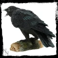 Raven's Call - kruk figurka dekoracyjna