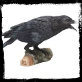Raven's Call - kruk figurka dekoracyjna