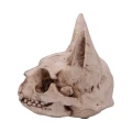 Sekret Bastet - figurka dekoracyjna czaszka kota